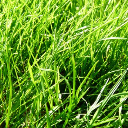 Fresh cut Grass - vonný olej na výrobu svíček 50ml