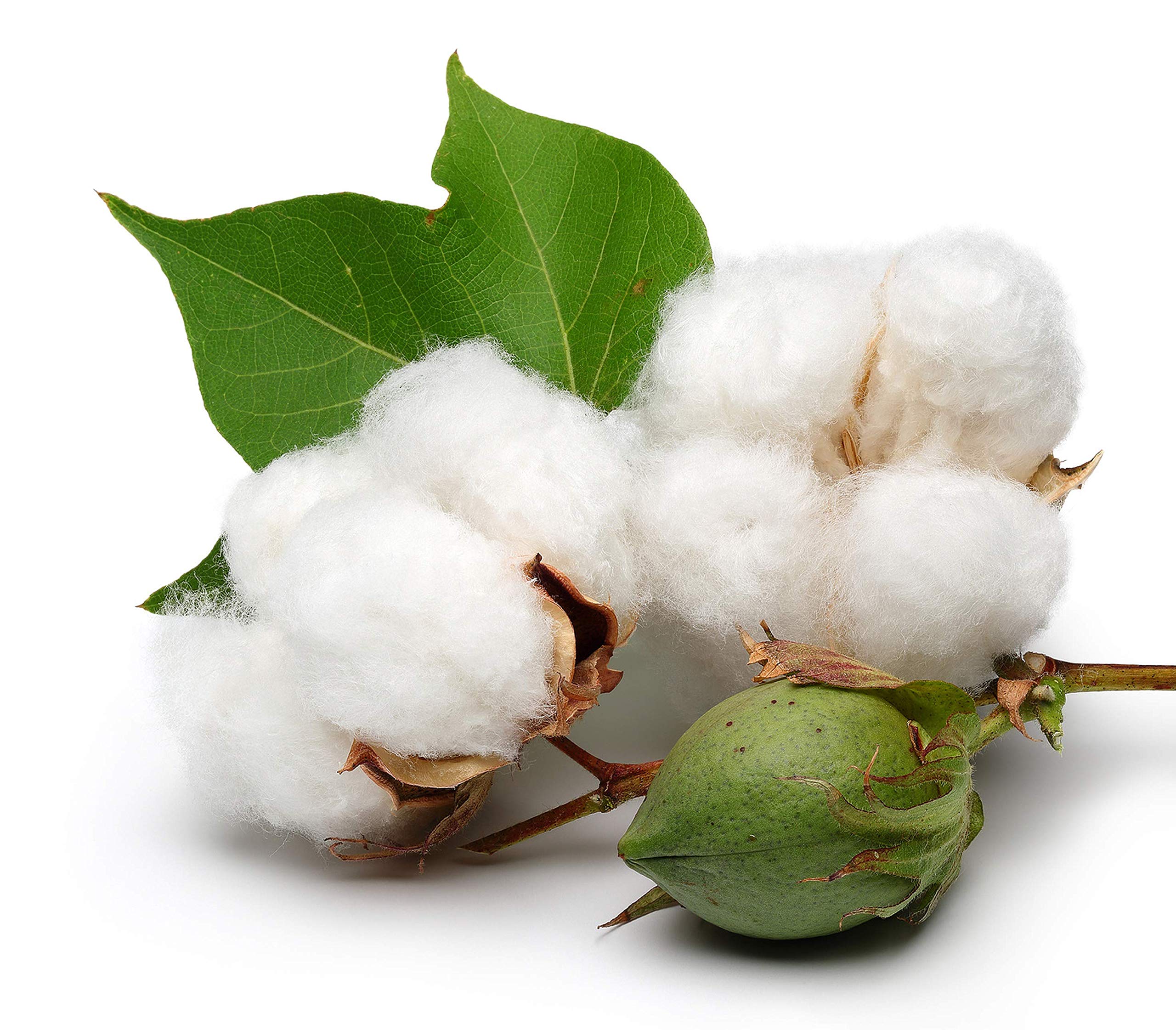 Cotton White - vonný olej na výrobu svíček 1000ml