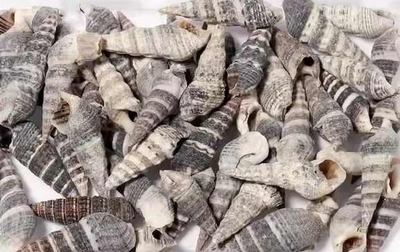 Dekorační mořské ulity Turitella cca 2cm /10ks/