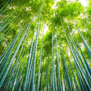 Japanese Bamboo - vůně na výrobu mýdel