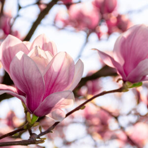 Magnolia - vonný olej na výrobu svíček