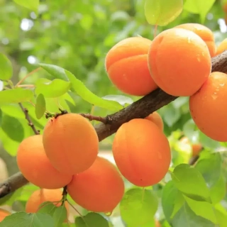 Fresh Apricot - vonný olej na výrobu svíček
