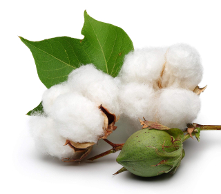 Cotton White - vonný olej na výrobu svíček