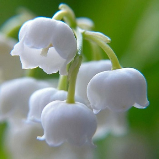 Lily of the Valley - vonný olej na výrobu svíček
