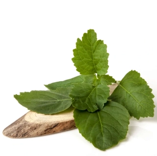 White Wood and Patchouli - vonný olej na výrobu svíček