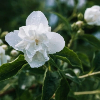 Jasmine - vůně na výrobu mýdla