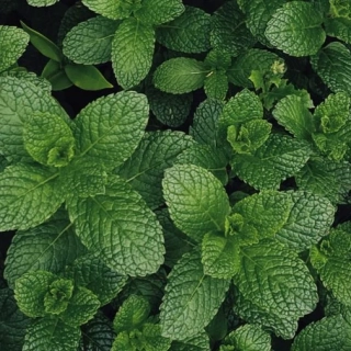 Mint - vonný olej na výrobu svíček