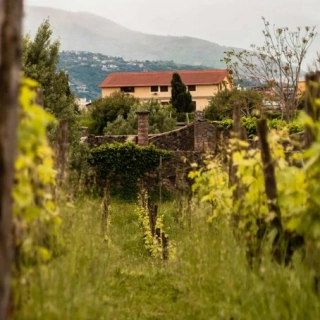 Tuscan Vineyard - vonný olej na výrobu svíček