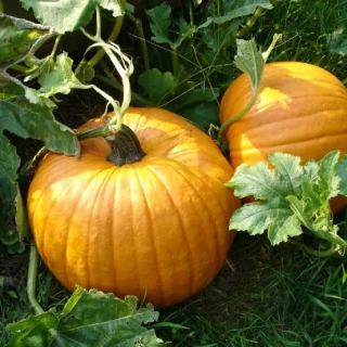 Pumpkin - vonný olej na výrobu svíček 25ml - 1000ml